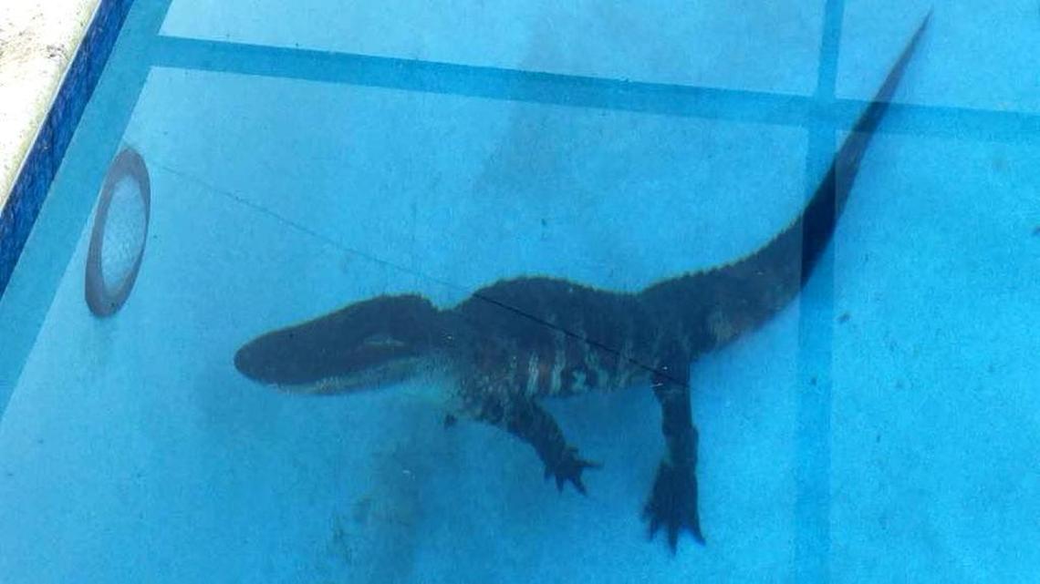 Does this alligator want the pool light on to see better during its morning dip in a Boca Raton family’s backyard pool on Feb. 5, 2018?