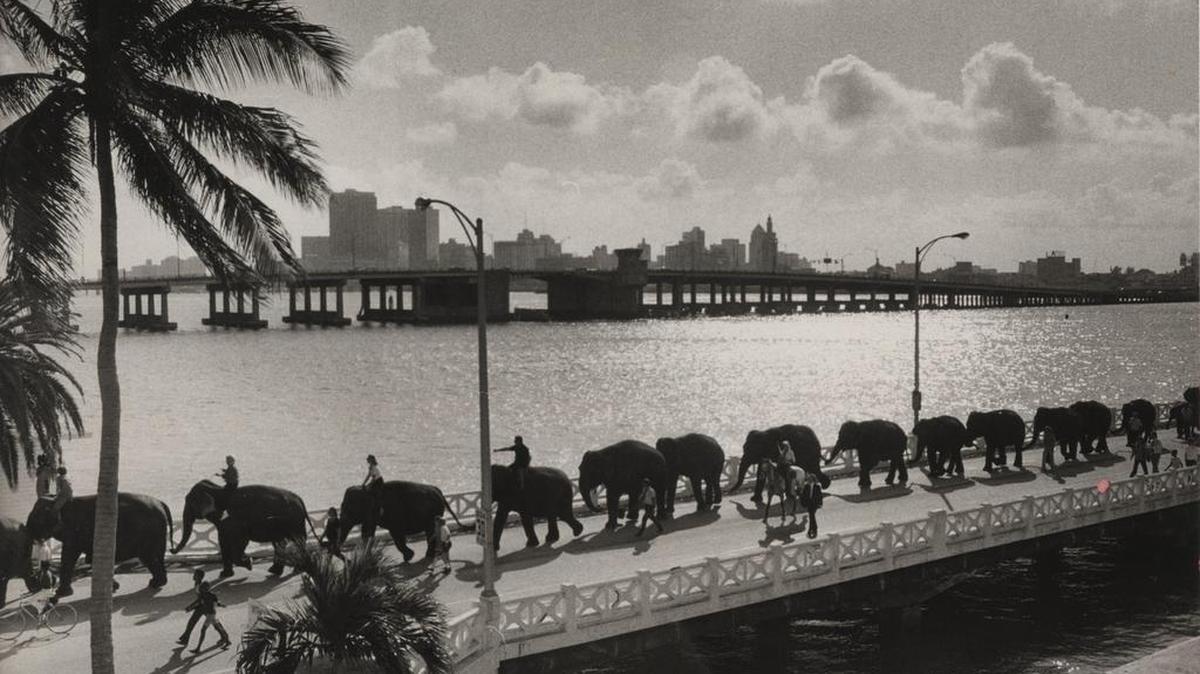 The elephants of the Ringling Brothers Circus cross the Venetian Causeway.