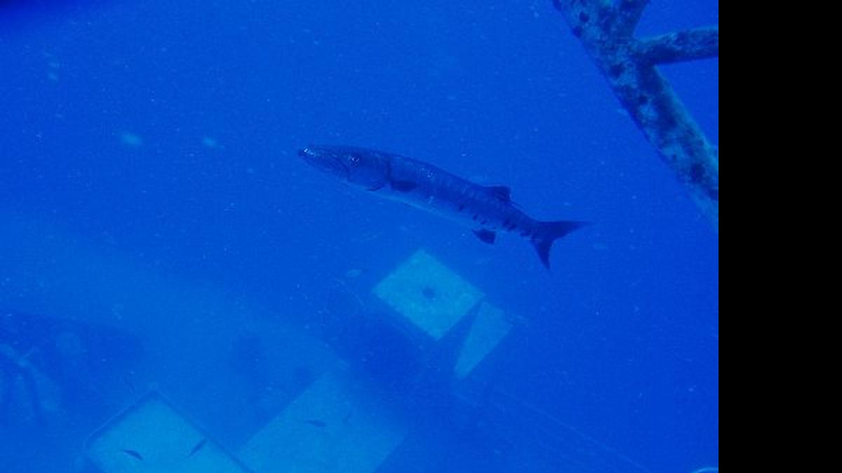 
Barracudas are the most common carriers of ciguatera, a fish-borne illness that causes vomiting and nausea.

