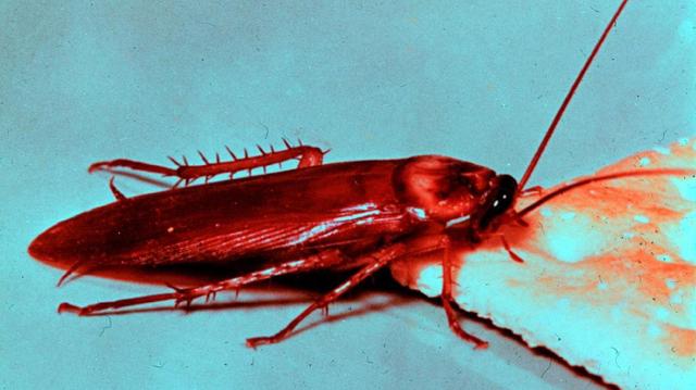 The American Cockroach