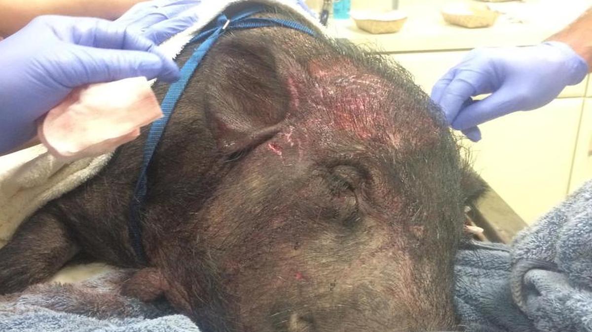 
Broward County Animal Control rushed the pig to Lauderdale Veterinary Specialists, where emergency surgery was performed. Miss Piggy was found in a swimming pool, bleeding, while being harassed by two pit bulls, authorities said.
