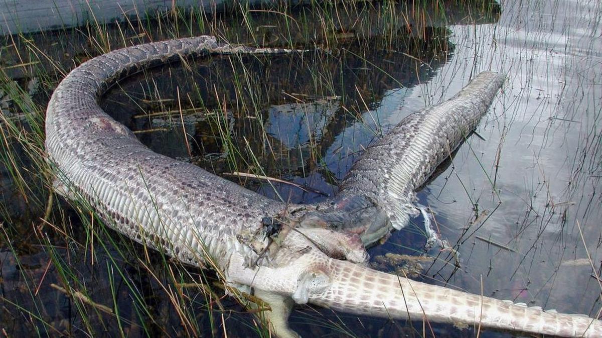 The last time a gator and a python went to battle in South Florida, the 13-foot snake ended up split in two with the 6-foot gator’s tail and hind legs poking out of the python’s busted belly.