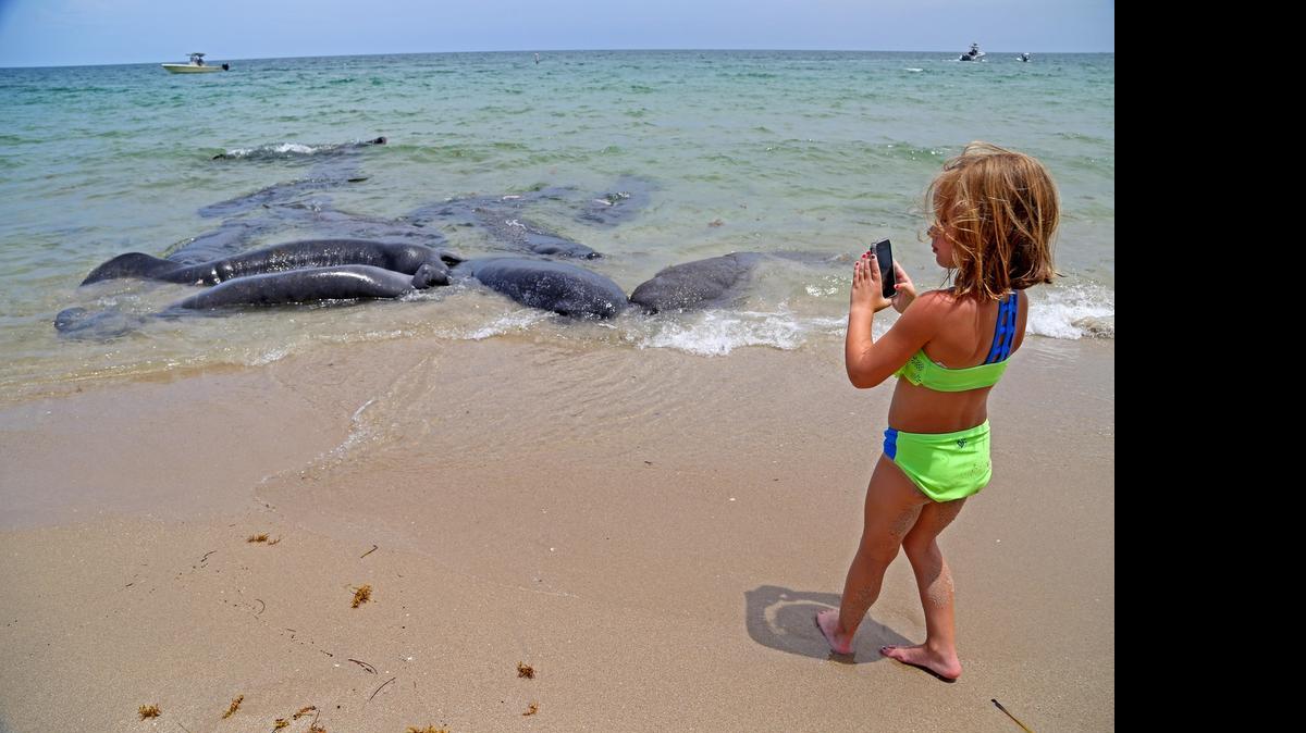 
Sophia Newton, of Frankfort, Ky., approaches manatees for a photo, Monday, July 20, 2015, in Pompano Beach.
