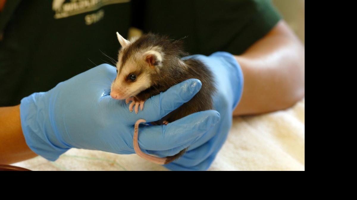 
The rescue and removal effort hopes to reduce the number of critters that have to be treated, including this opossum.
