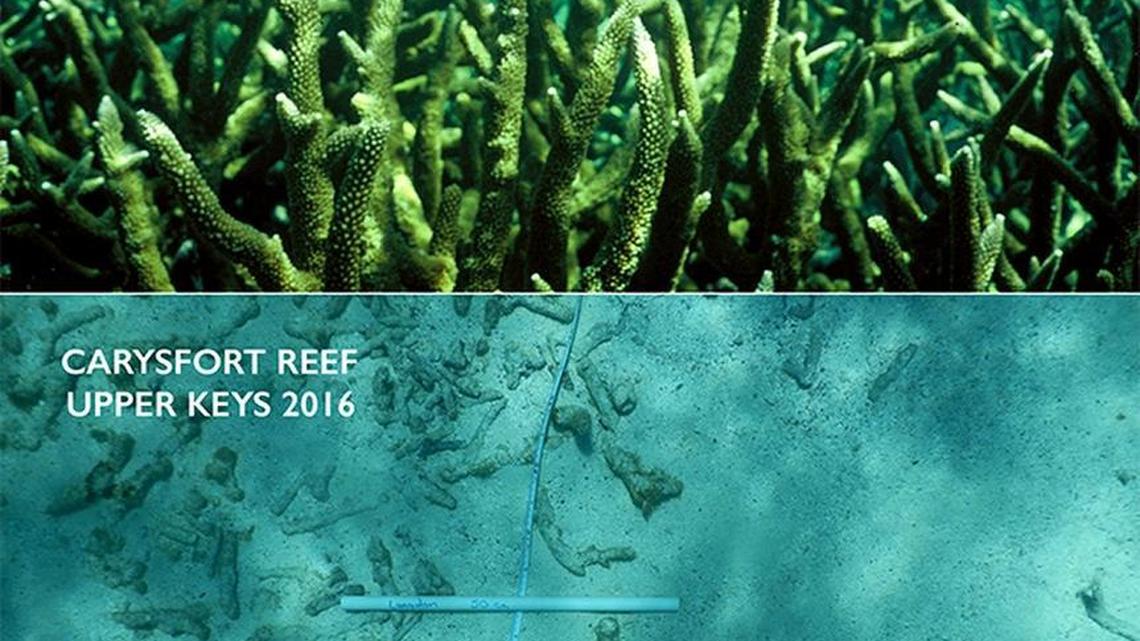 In 1976, staghorn coral grew thick on the Carysfort reef east of Key Largo. By 2016, the same area was sandy bottom.