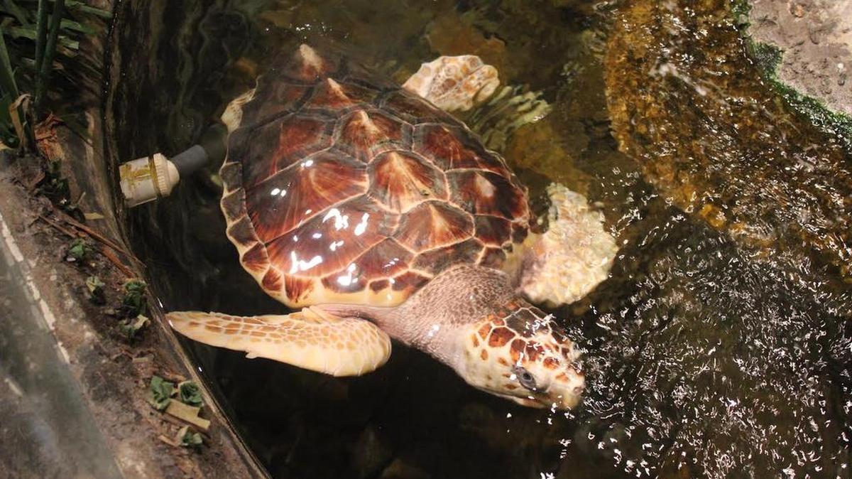 Neptune, a loggerhead sea turtle, swims in a temporary enclosure Wednesday morning at the Museum of Discovery and Science in Fort Lauderdale moments before museum staff began preparing him to be released into the ocean. The turtle has lived at the museum for almost two years.