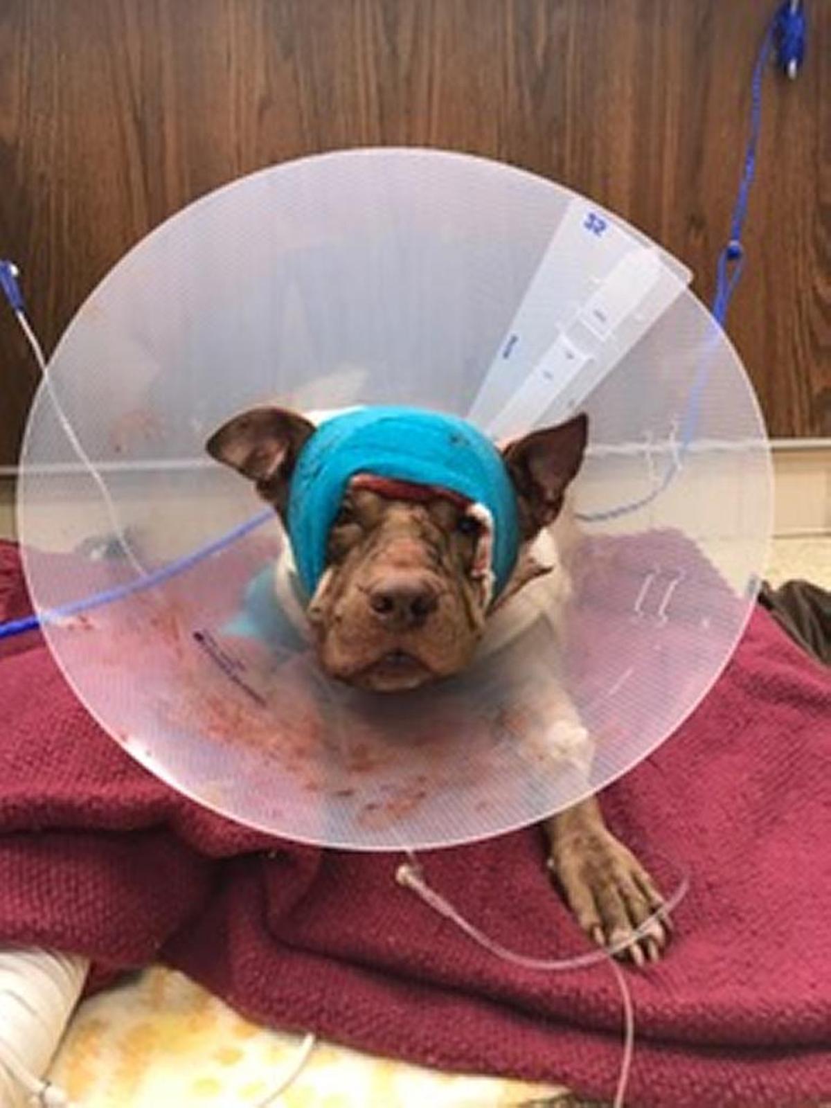 A pit bull is recovering after being found inside a suitcase behind an abandoned building in Hollywood. Police say he was stabbed and beaten.