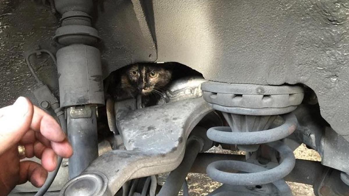 
A kitten was trapped in the suspension arm of a car Thursday. Fort Lauderdale Fire Rescue crews were able to rescue him.
