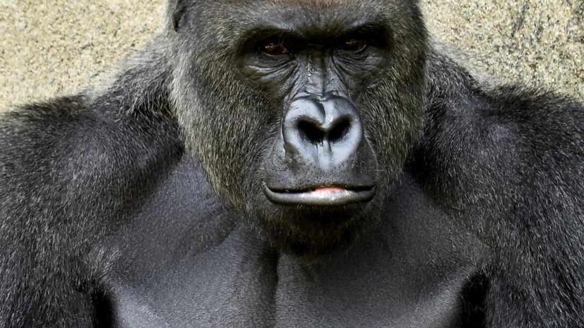 Harambe, a male gorilla, turned 17 the day before he was shot.