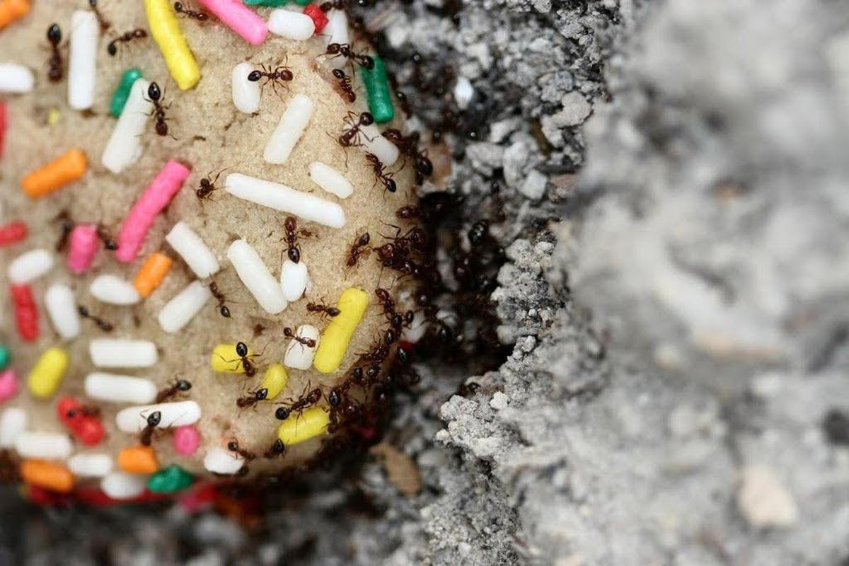 This framed photo of ants devouring a cookie is mounted just inside the door of Gordon Weekes’ office..