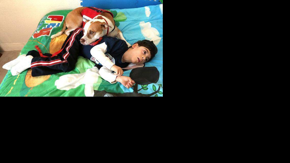 
Anthony Merchante, 7, who suffers from seizures, lays in his bed with his service dog Stevie. The white-and-tan Staffordshire terrier has a special talent: He alerts caregivers when his little boy is going to have a seizure or has trouble breathing.
