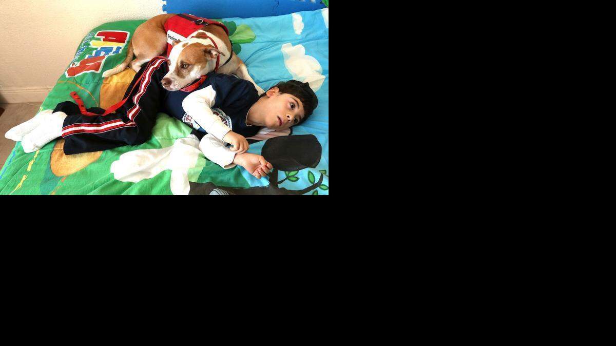 
Anthony Merchante, 7, who suffers from seizures, lays in his bed with his service dog Stevie. The white-and-tan Staffordshire terrier has a special talent: He alerts caregivers when his little boy is going to have a seizure or has trouble breathing.
