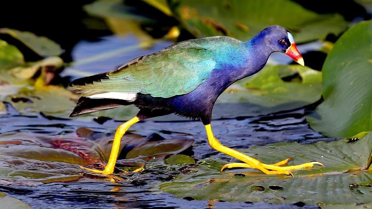 A Purple Gallinule is seen along the Anhinga Trail during the Big Day Birding Adventure, a citizen science activity to count birds within the varied habitats of Everglades National Park on Sunday, Jan. 10, 2016.