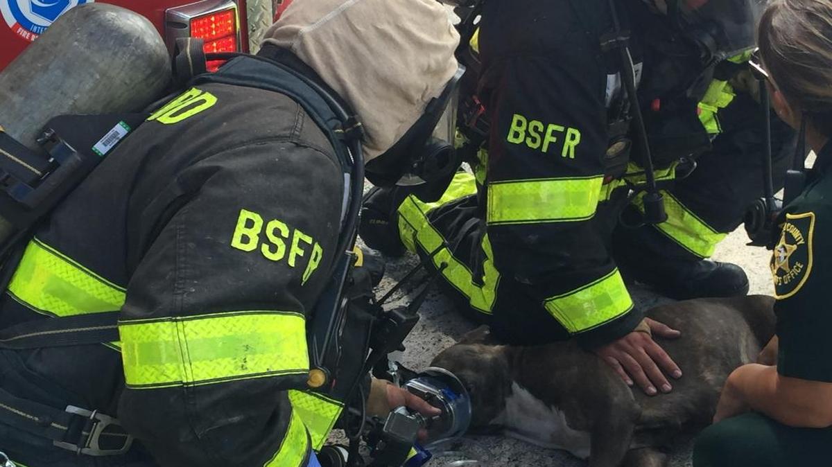 Three teenagers and two of their dogs made it out of a West Park fire on June 30, 2016, but one of their dogs didn’t survive.
