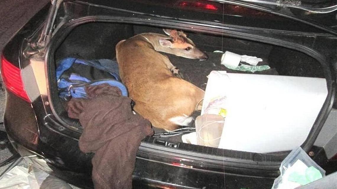 This is one of the three endangered Key deer the suspects tied up. This one had to be euthanized days later.