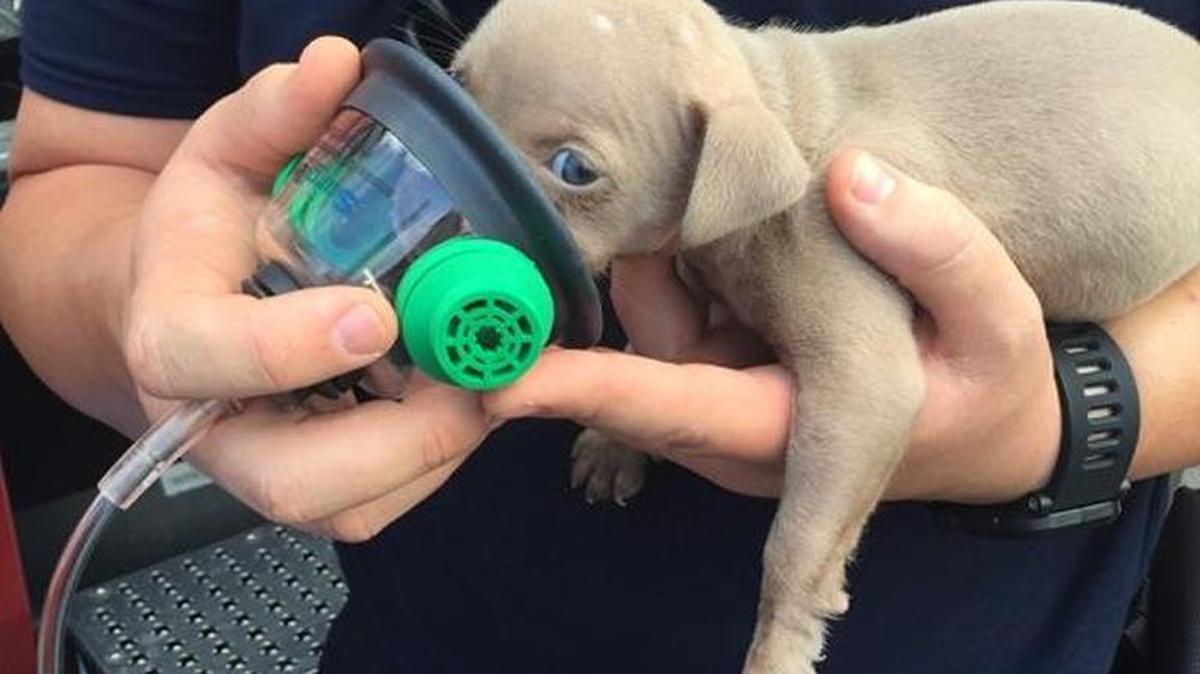 Firefighters used a pet oxygen mask to revive this puppy after a rescue from a hosue fire.