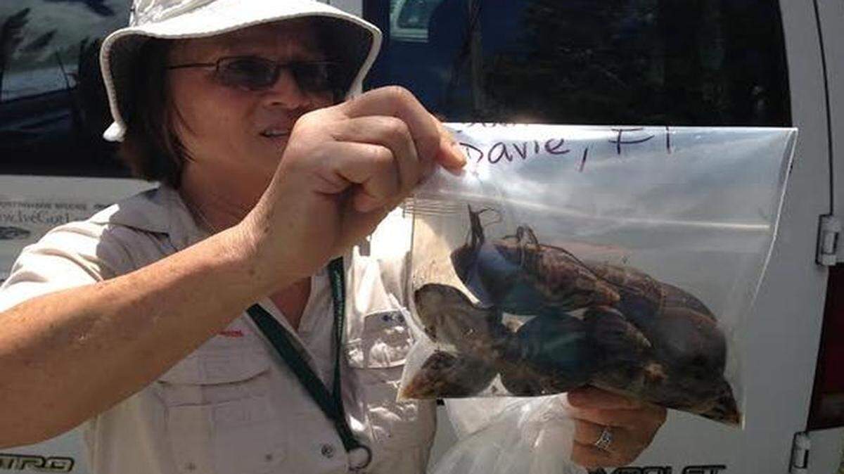 
BAG OF TROUBLE: Dr. Mary Yong Cong, a scientist with the state Department of Agriculture and Consumer Services, shows the African land snails she found in a yard in Davie. The invasive creatures previously had been seen only in Miami-Dade County.


