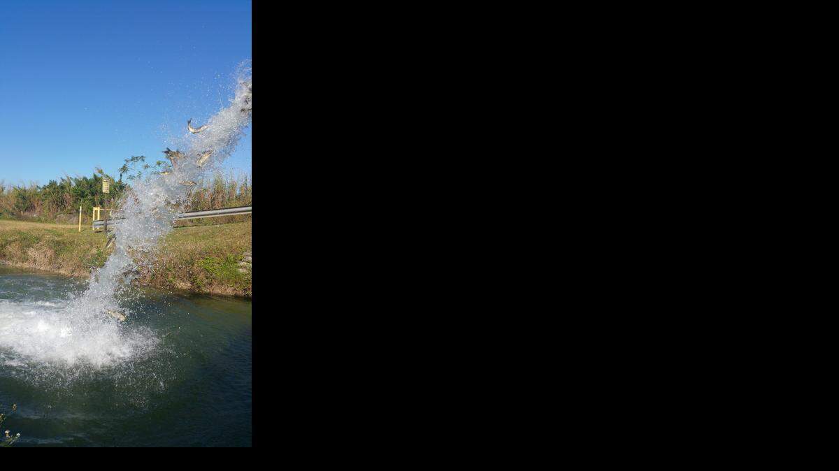 
The South Florida Water Management District released about 8,300 grass-eating carp in a Homestead canal Monday to control invasive hydrilla. The sterile fish were farm-raised in Arkansas.
