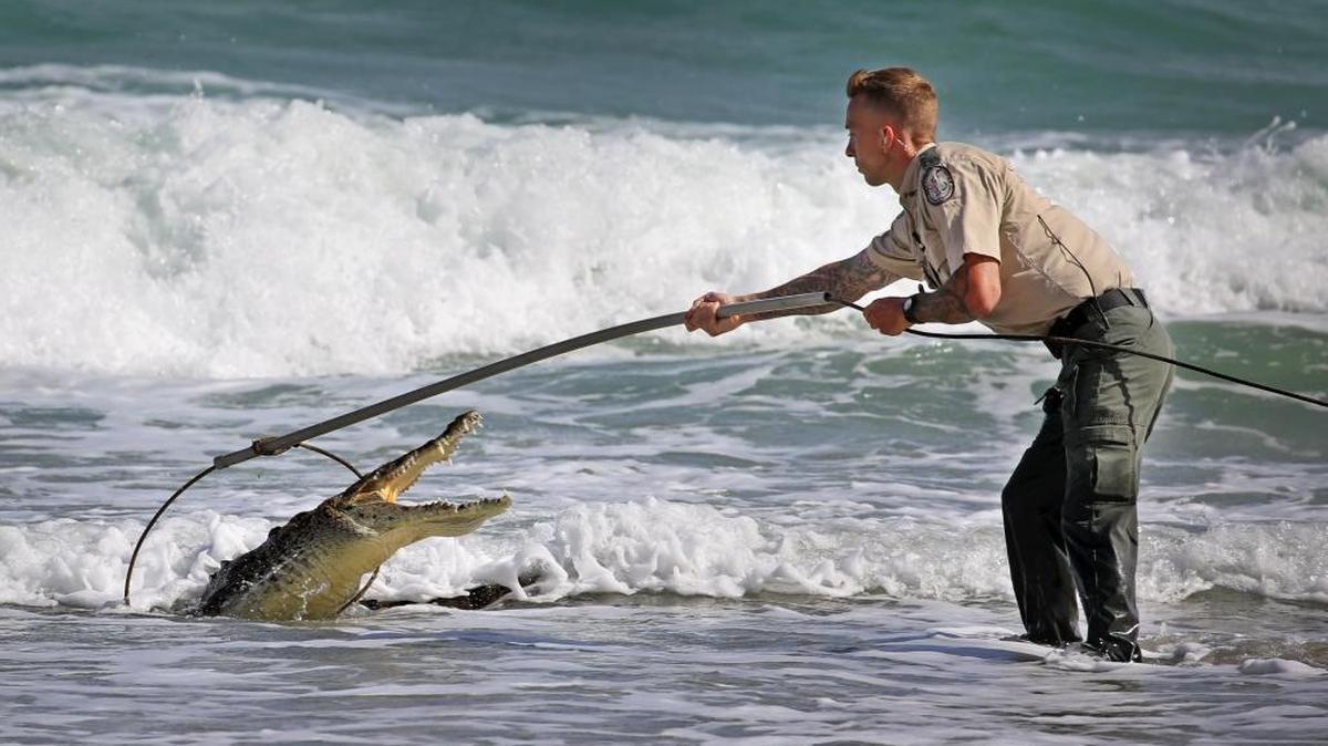 A Florida Fish and Wildlife Conservation Commission officer tries to capture a crocodile along Hollywood Beach near Johnson Street. After several attempts the crocodile was caught unharmed. The crocodile was first spotted near the Dania Beach pier, drifted south and came ashore near Margaritaville drawing large crowds of onlookers. The American crocodile has federal protection as a threatened species and is likely to be relocated to its natural habitat.