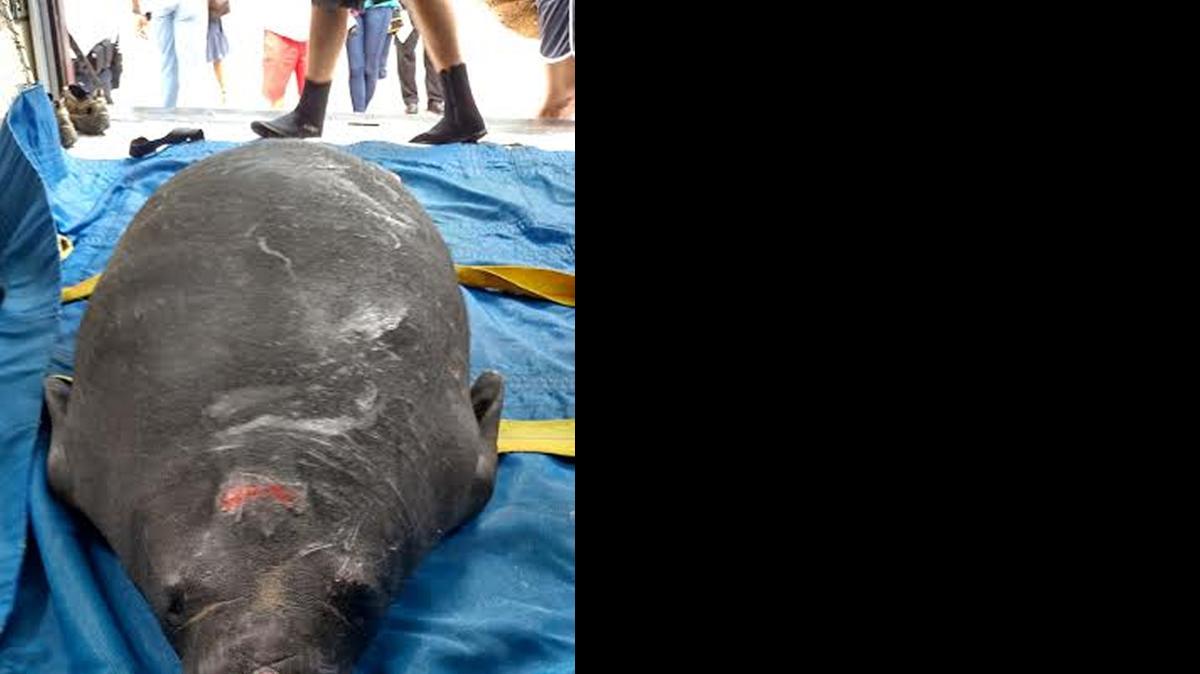 
A manatee rescued from a storm drain in Fort Lauderdale on Tuesday was taken to the Miami Seaquarium for rehabilitation. The animal, weighing an estimated 400 to 600 pounds, was scratched up but still breathing.
