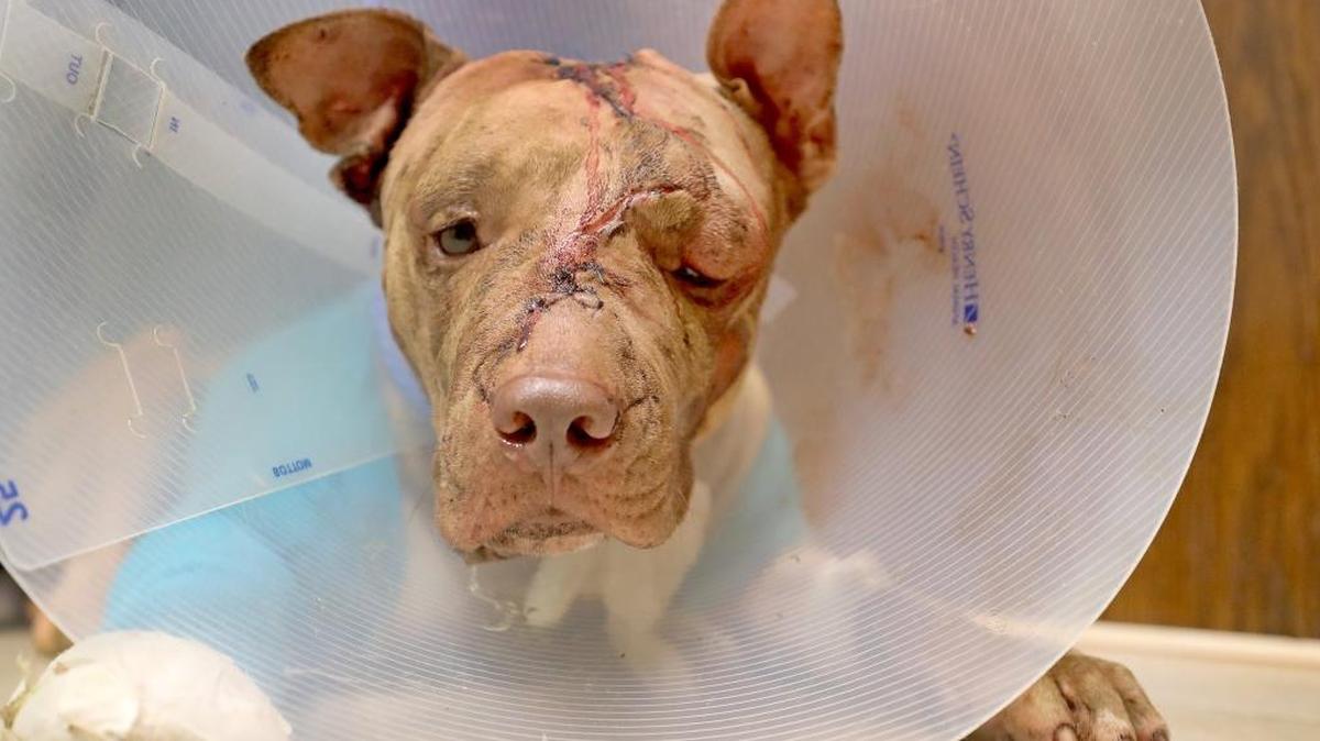 Ollie at VCA Hollywood Animal Hospital in Ft. Lauderdale, Fla., on October 12, 2017, after he was stabbed multiple times, beaten, and left in a suitcase. Vets did all they could to save the pit bull, who died later that night.