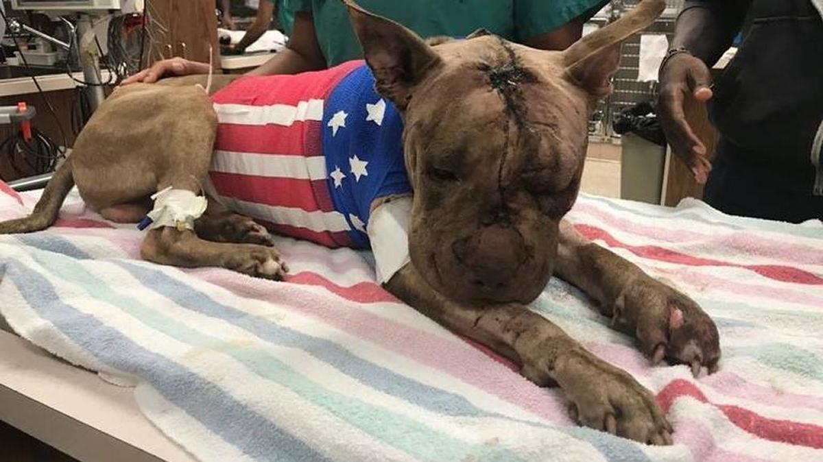 Ollie was taken to VCA Hollywood Animal Hospital after being stabbed more than 50 times and left in a suitcase. He later died.
