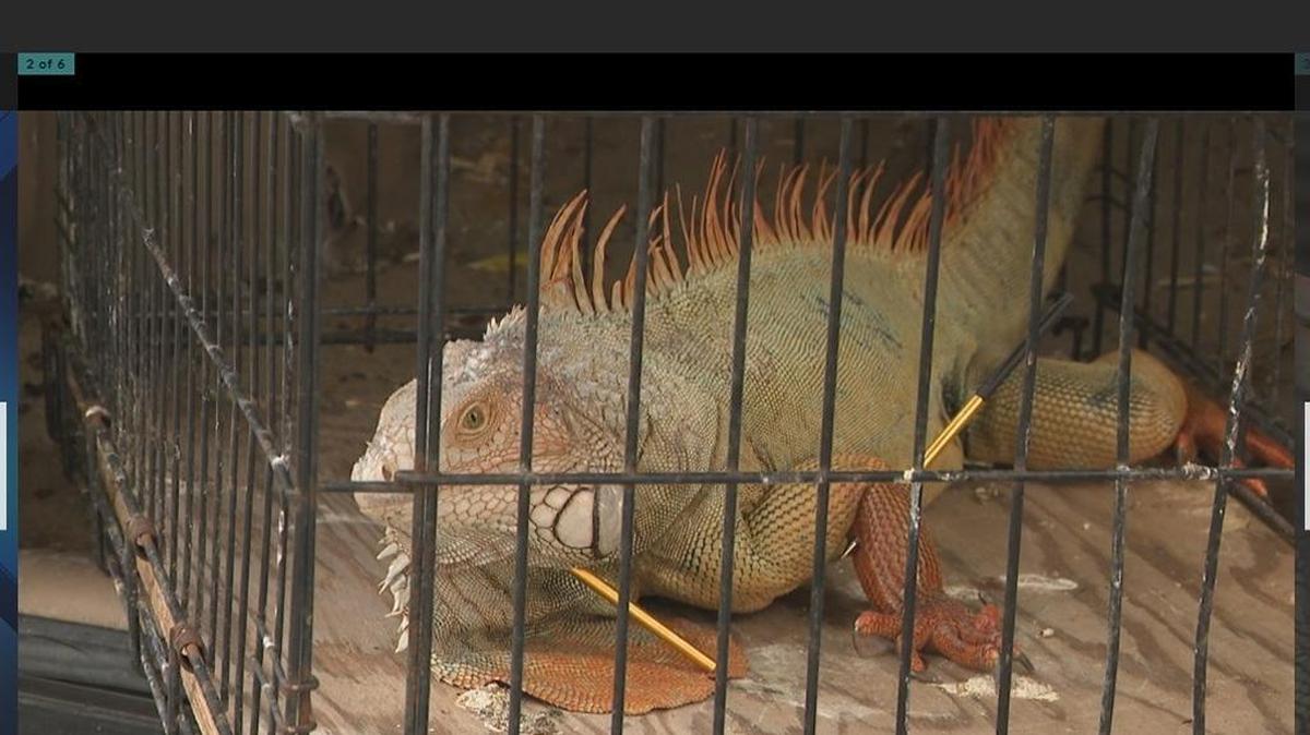 In this screen grab from WPLG-Local 10, South Florida Wildlife Center is treating an iguana that was shot four times with crossbow arrows in a Plantation neighborhood.