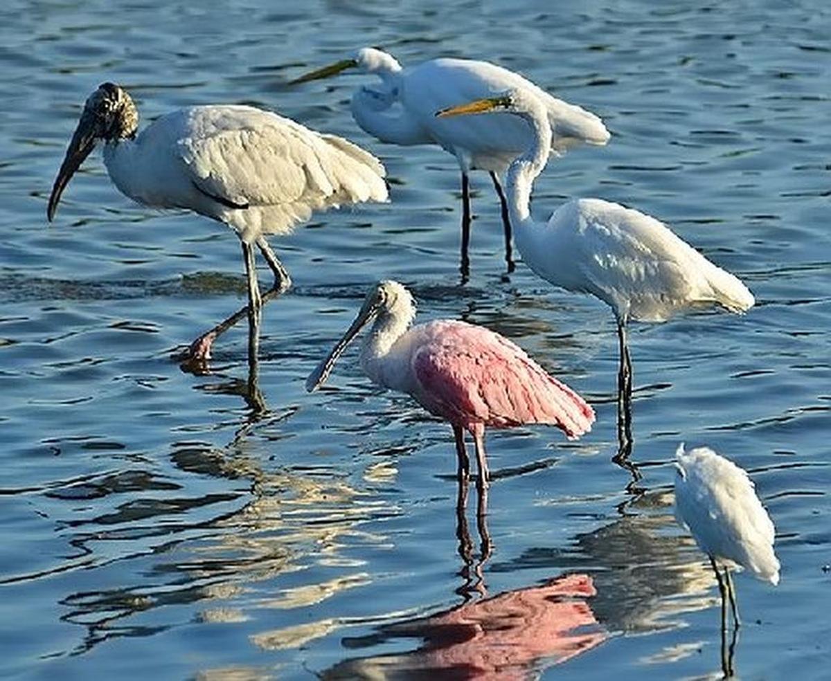 Reviving southern marshes could help revive wading bird populations, particularly roseate spoonbills that have begun leaving Florida Bay where they historically nested.