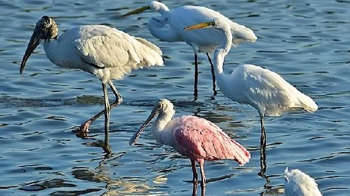 Reviving southern marshes could help revive wading bird populations, particularly roseate spoonbills that have begun leaving Florida Bay where they historically nested.
