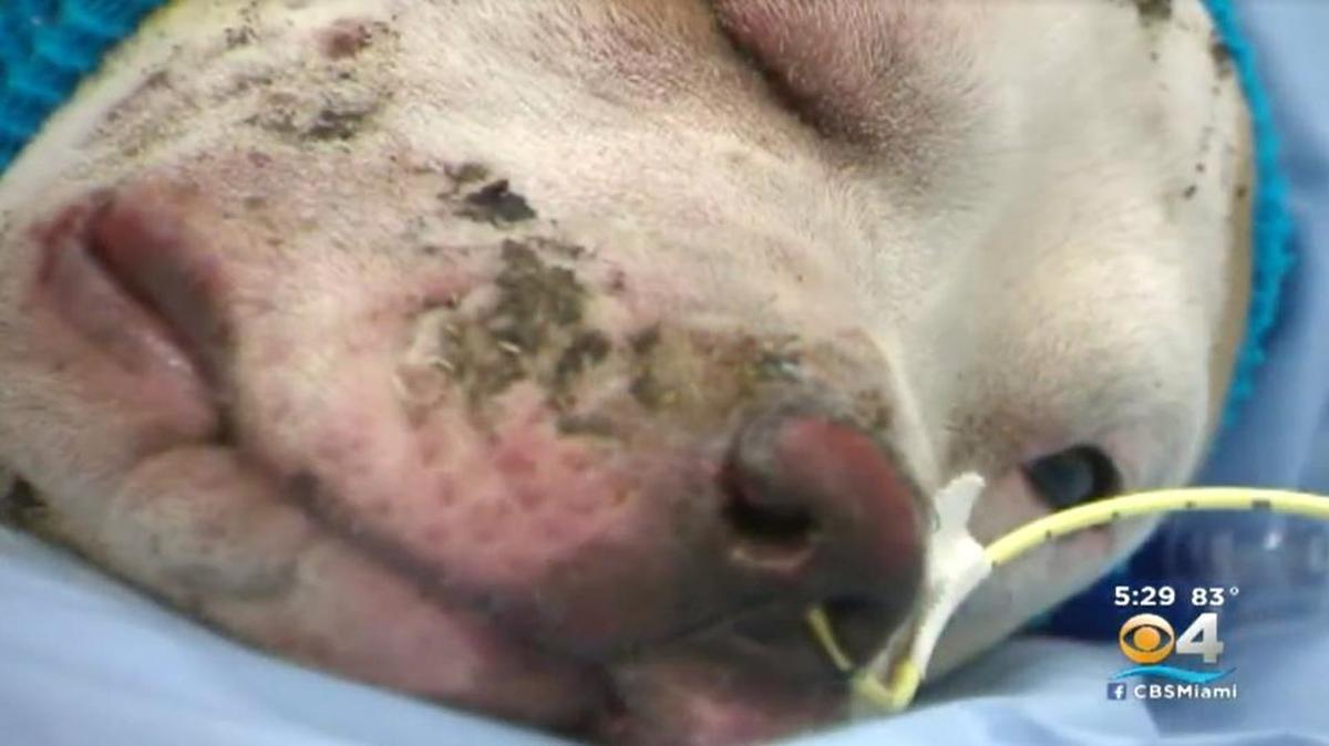 A 9-month-old pit bull puppy is being treated for burns sustained in a fire this week in Fort Lauderdale.