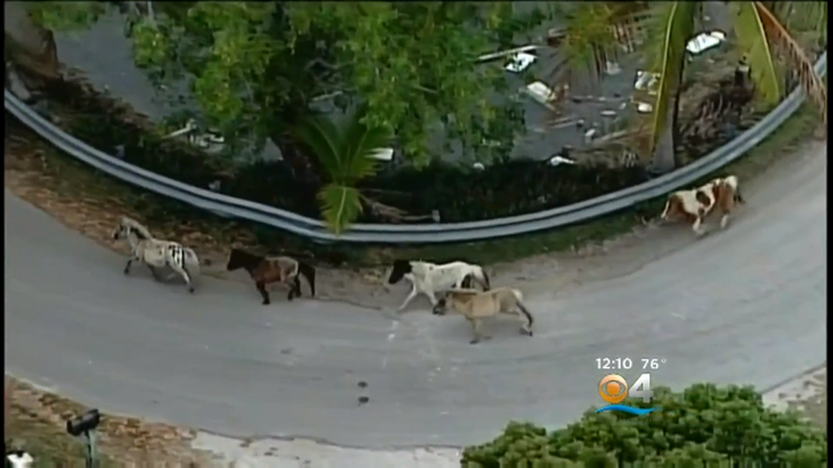 A group of miniature horses ran loose along the side of the Florida Turnpike near Miramar Wednesday morning, according to the Florida Highway Patrol.