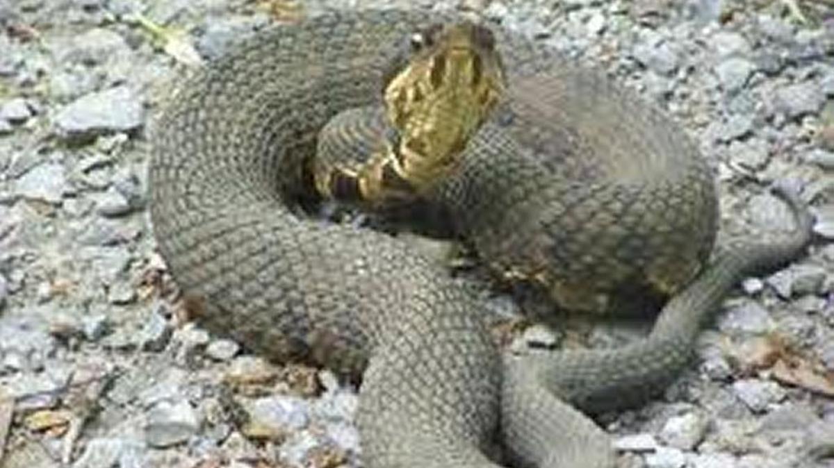 Coral Springs Police Department put out a warning after cottonmouth snakes were spotted in the city’s dog park at the Sportsplex.