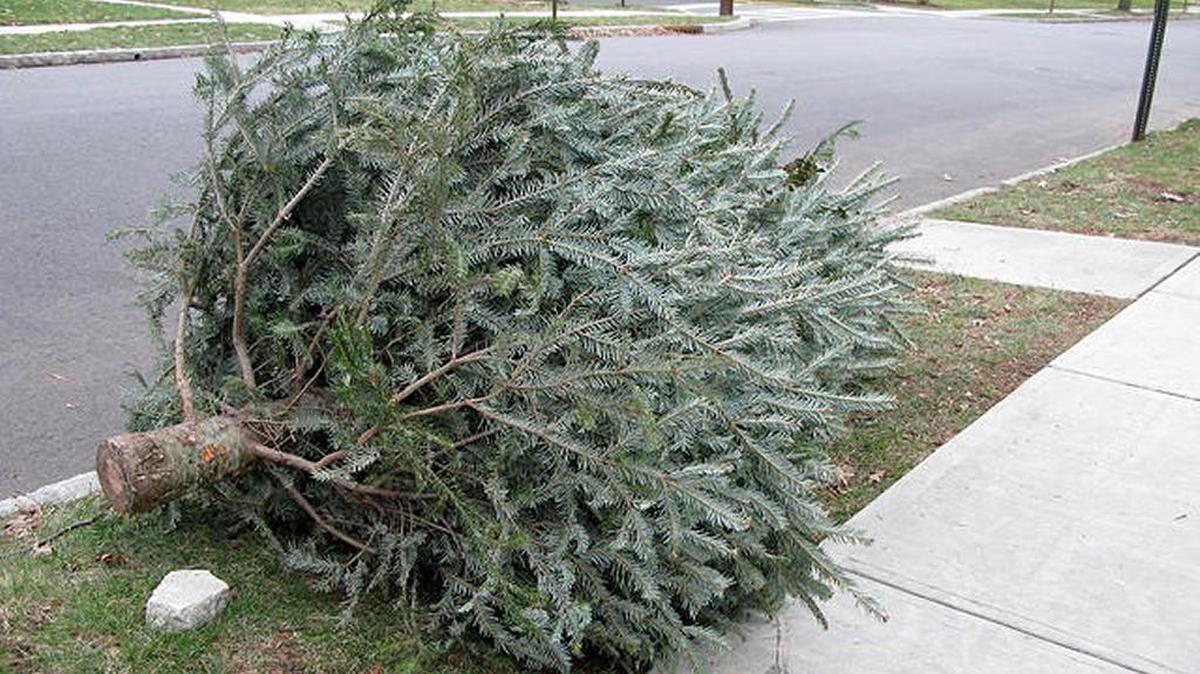 Instead of leaving your Christmas tree on the curb after the holidays, you can bring it to a Broward County park for mulch.