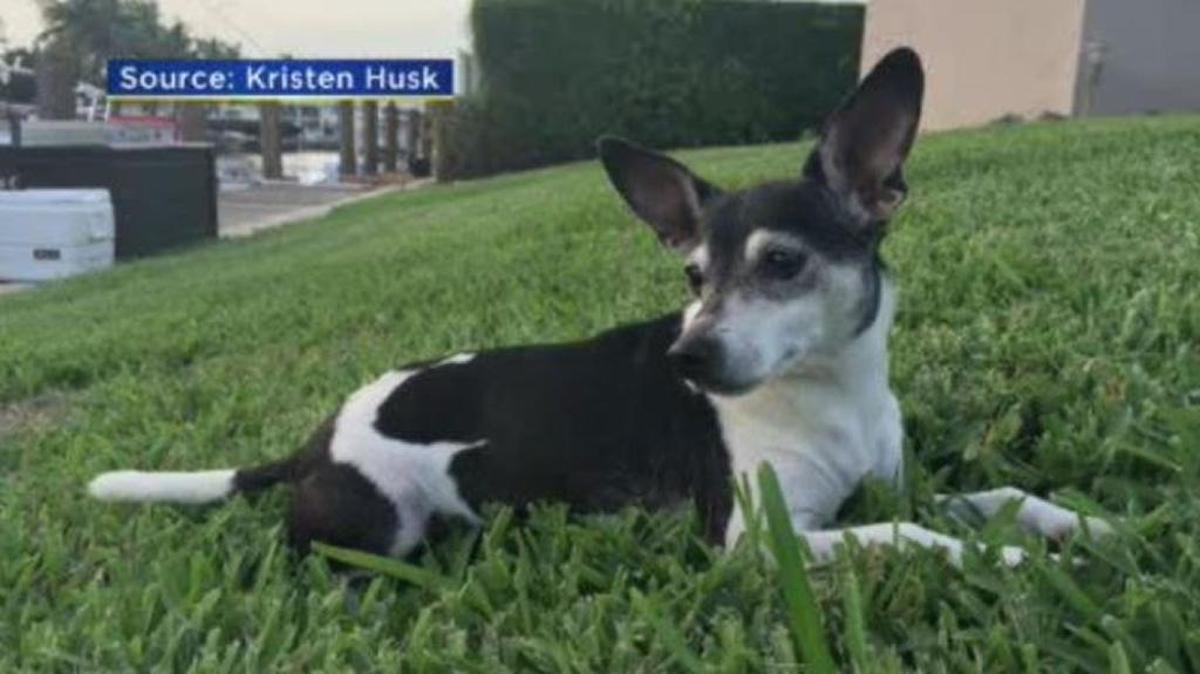 Casey the dog is missing.