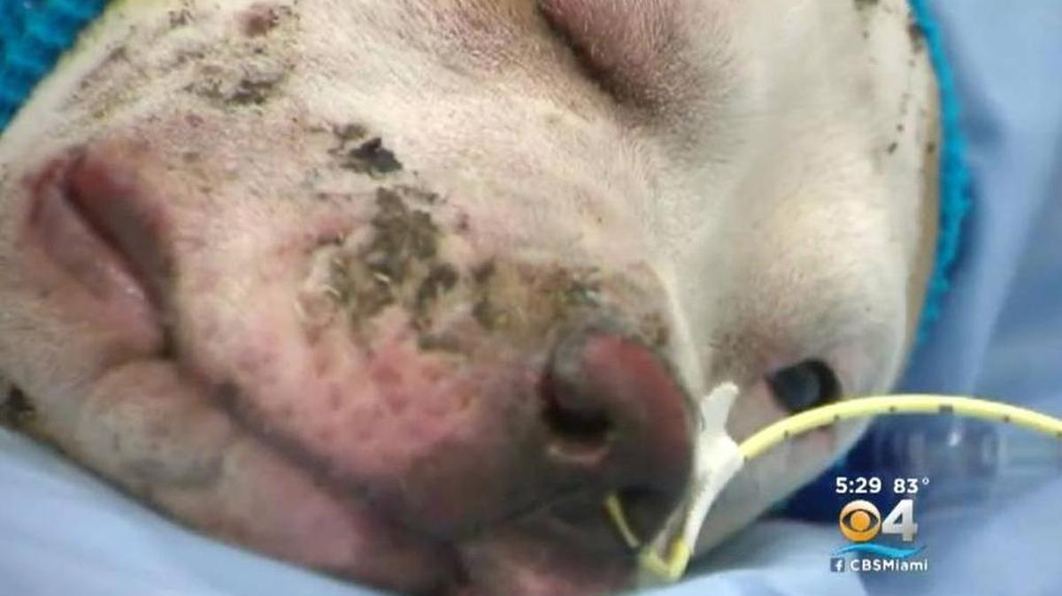 A 9-month-old pit bull puppy was treated for burns sustained in a fire this week in Fort Lauderdale.