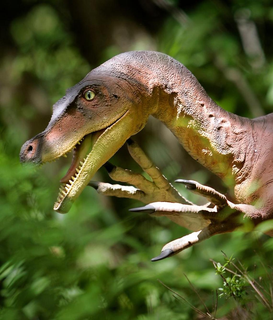 Missouri dinosaurs. Exhibit at Powell Gardens. Jurassic Garden. Guy Darrough creates dinosaur models at his Lost World Studios shop in Arnold, Mo. CUTLINE A vicious-looking velociraptor crouches in the dense Powell woods.