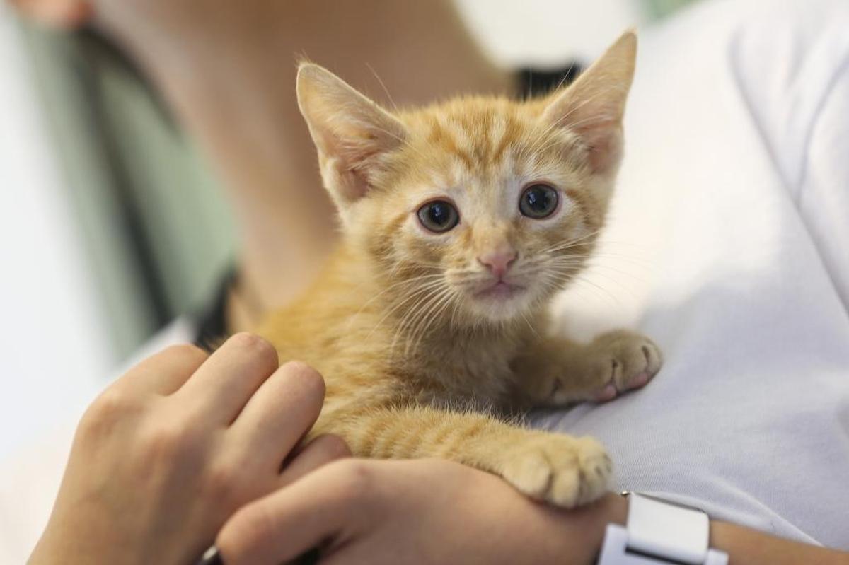 Maria Prada, 14, holds a cat for adoption during the grand opening of the Miami-Dade Animal Services Pet Adoption and Protection Center in Doral on Monday, June 13, 2016. The shelter's motto is "Adopt, Don't Shop."