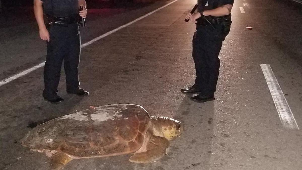 Key West police help a loggerhead turtle, disoriented while laying eggs, cross South Roosevelt Boulevard early Thursday morning.