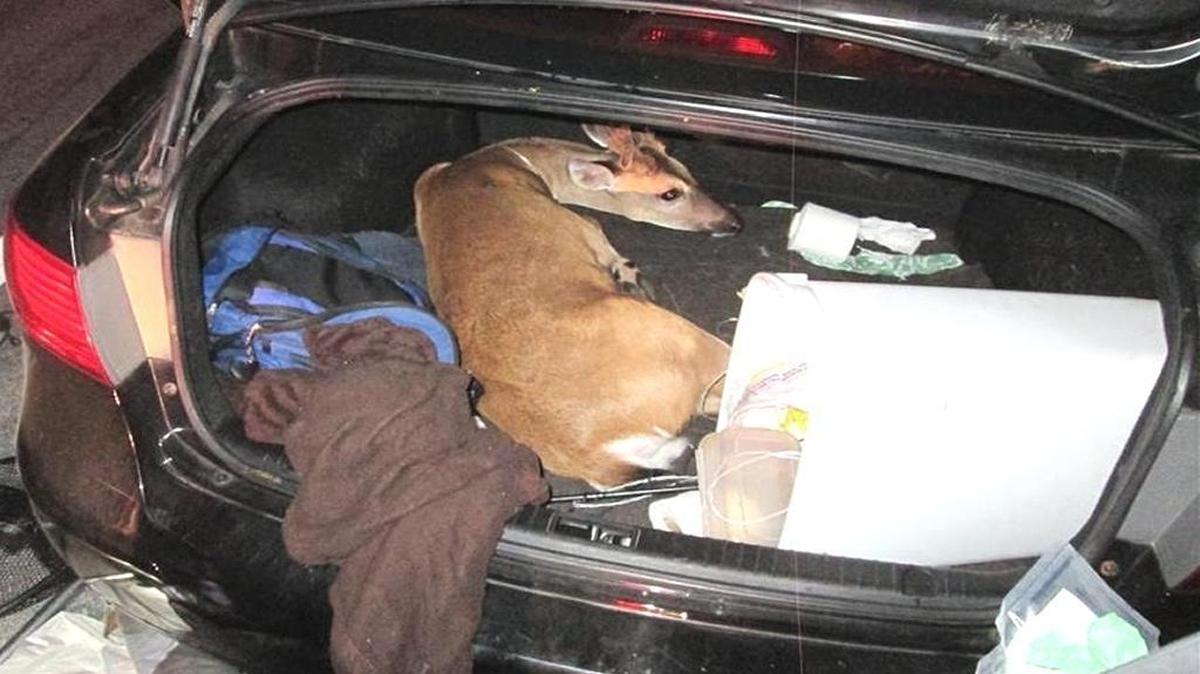 This endangered buck was found in the trunk of a Hyundai Sonata headed south on U.S. 1 in Florida. There were also two deer in the back seat.