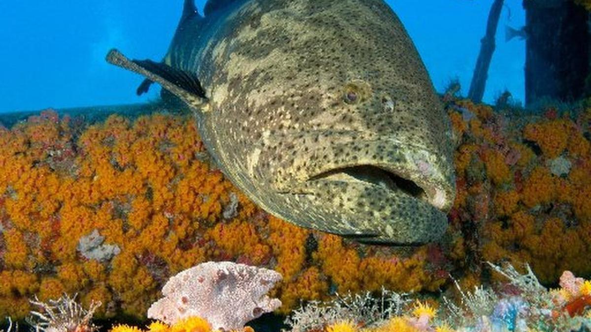 
‘This is the first agreement to cooperate on environmental issues since the rapprochement in December,’ Dan Whittle, senior director of the Environmental Defense Fund's Cuba program, said Oct. 7 from Chile.
