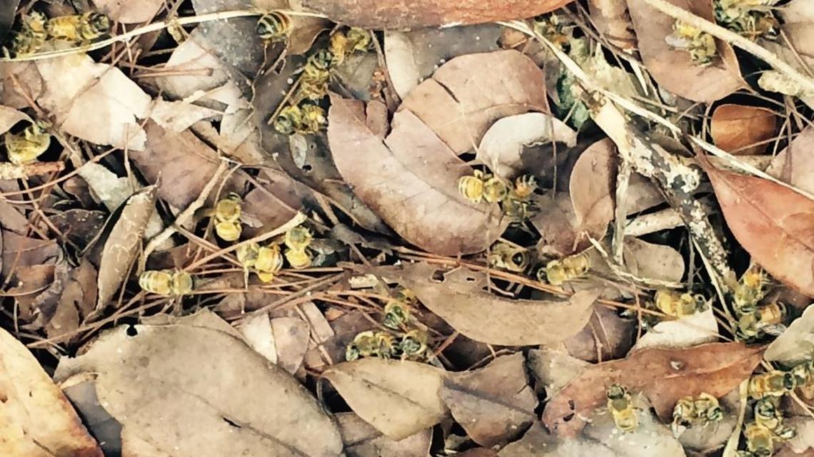 Bees near a Grassy Key hive fall victim to aerial spraying for mosquitoes last September. Beekeepers fear the Zika threat could lead to more spraying.