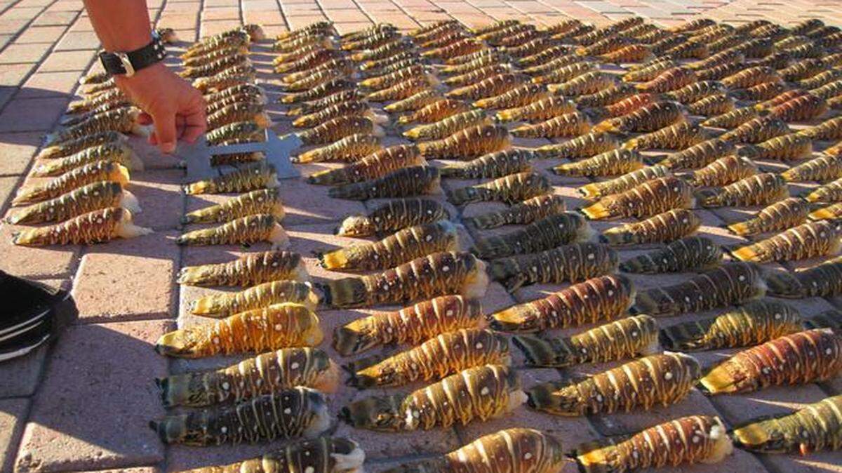 
The 267 wrung lobster are being measured.

