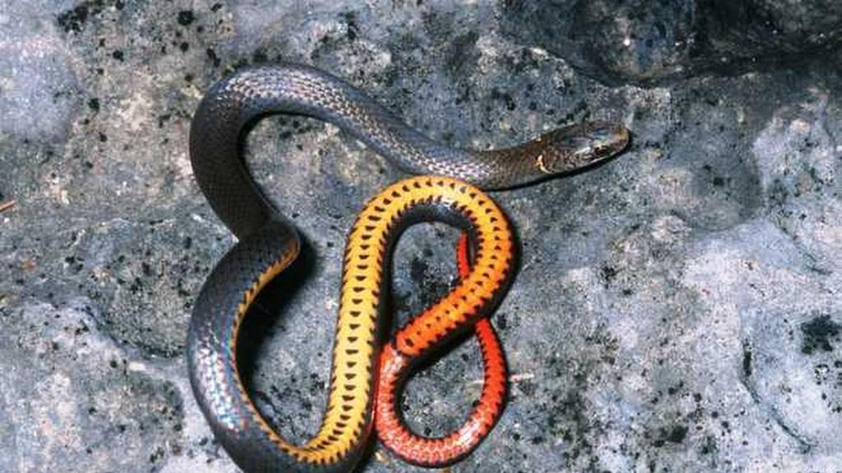 The Key ringneck snake, a reptile found only in Lower Keys rockland hammocks, ranks as one of 57 imperiled species targeted by a state conservation plan.