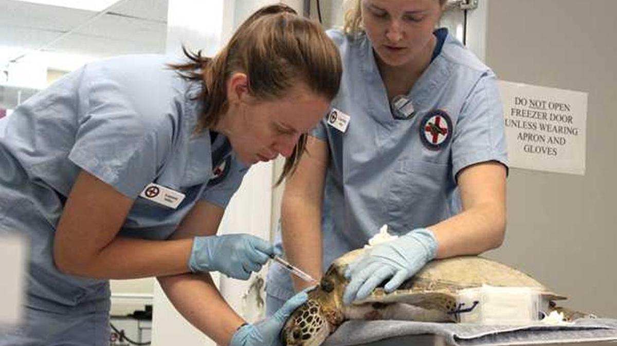 Rehabilitation specialists Lauren Miller (above left) and Courtney Miller check on one of seven juvenile green sea turtles at the Turtle Hospital.
