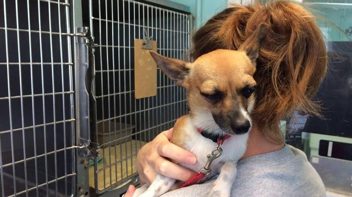The man who pleaded no contest in 2015 to abusing this dog, Batman, in Marathon, was arrested Jan. 4 for DUI and threatening a police officer’s family.