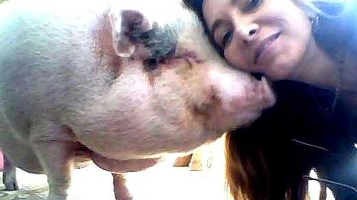 Sophia the pig nuzzles up to owner Lucy Mayer