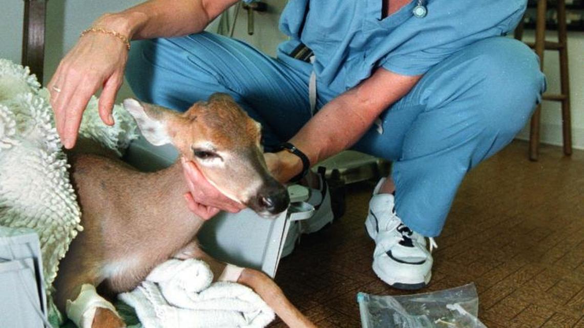 Veterinarian Terri Parrott comforts an injured Key deer after feeding her hibiscus leaves at Pembroke Park Animal Clinic. The deer was hit by a car and was flown into Broward for treatment.