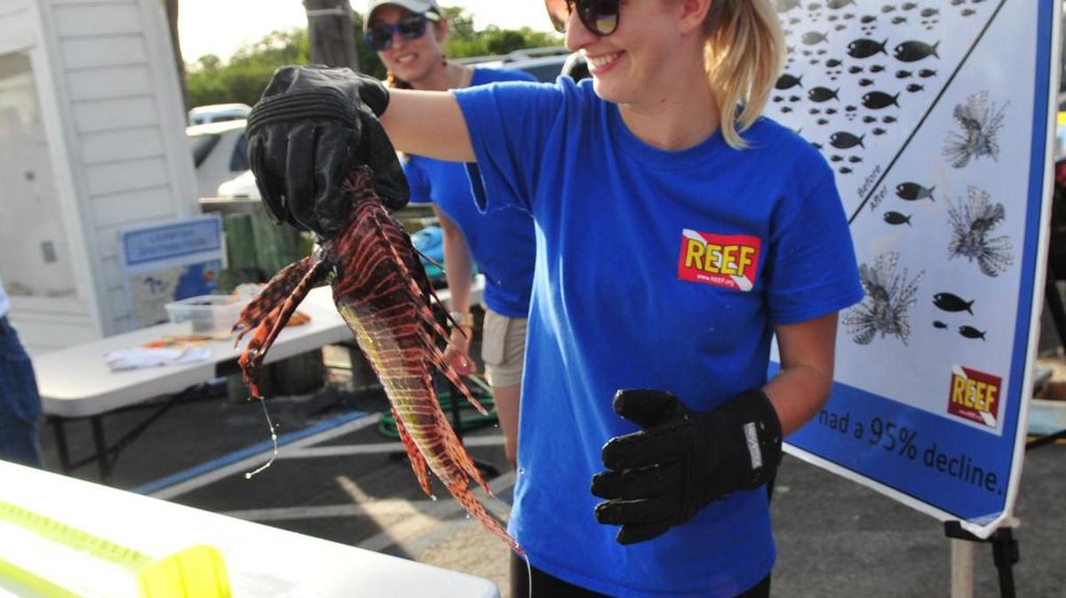 Emily Stokes of the REEF Lionfish Program logs and scores some of the 420 lionfish captured in Saturday’s one-day contest.