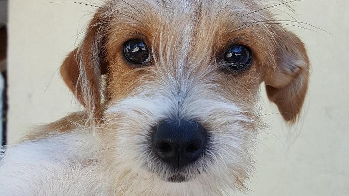 A terrier puppy, about five months old, needs a name and a new home. He was among 13 dogs found in a vehicle Tuesday in Islamorada. The owner was arrested on a warrant.