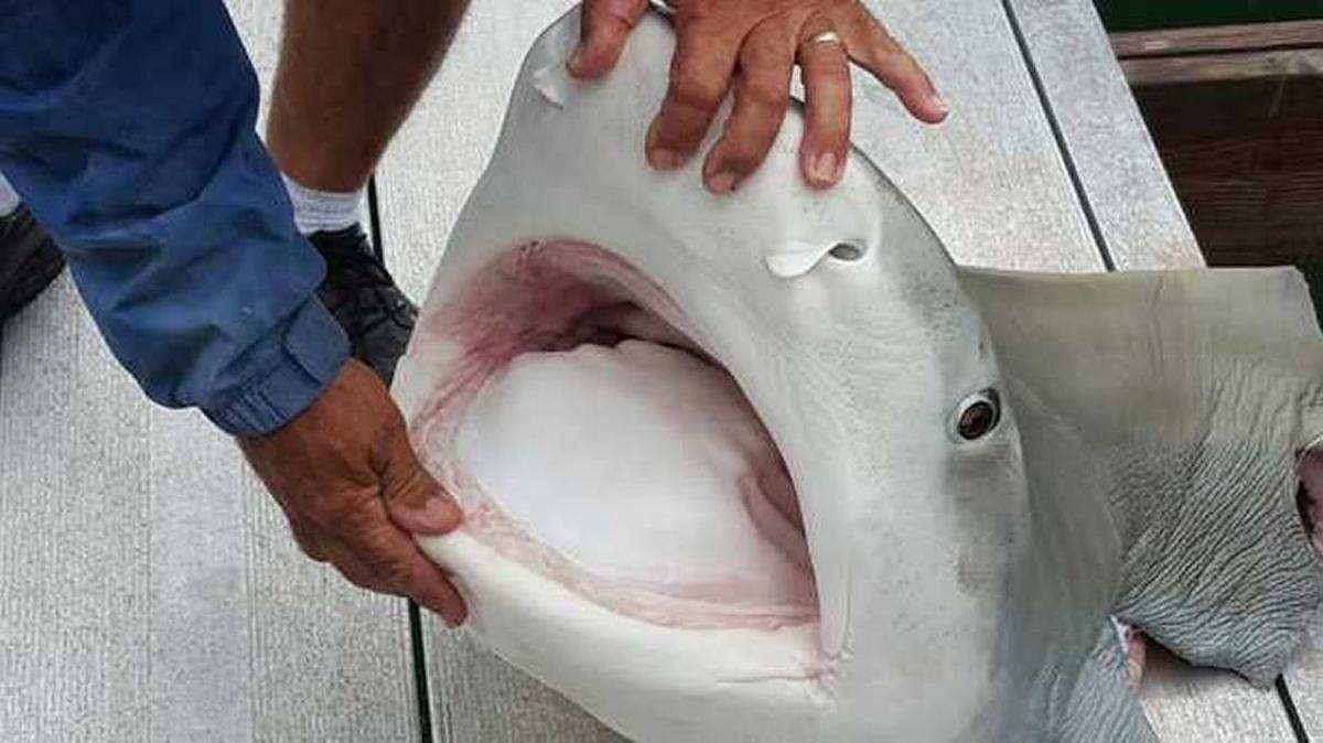 Capt. Willy O'Connell was out fishing for ballyhoo for with Dave Kampo when the tiger shark got entangled in the engine. When they got back to the dock, O'Connell estimated its weight at 350 pounds.